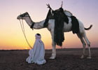 Ride a camel - cruise to Egypt from Cyprus